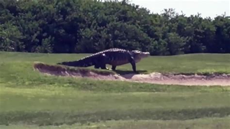 Watch A Jurassic Sized Alligator Stalk A Florida Golf