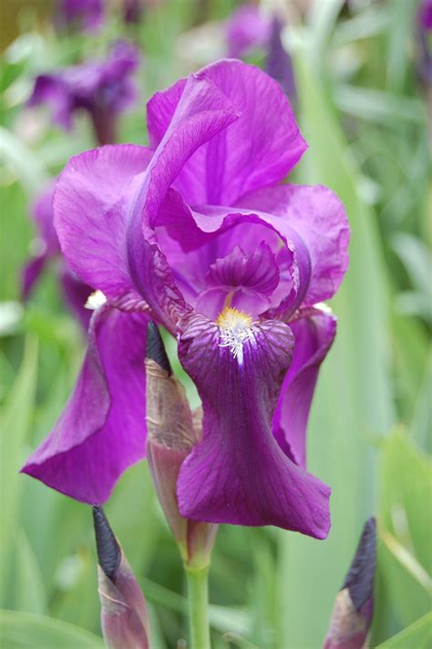 Wild Bearded Iris Landscape Architects Pages