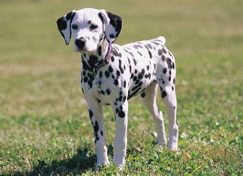 All puppies sold are delivered to buyer's address within 48 hours of purchase. Dalmatian Puppies Wallpaper image | Free HD Wallpaper