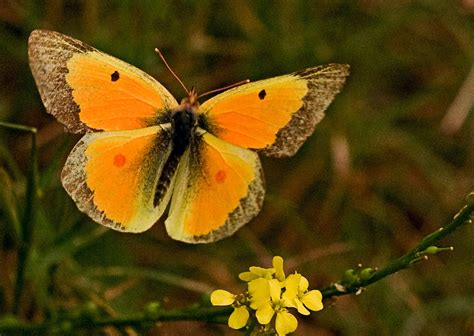 Orange Sulphur Butterfly In Flight A Photo On Flickriver