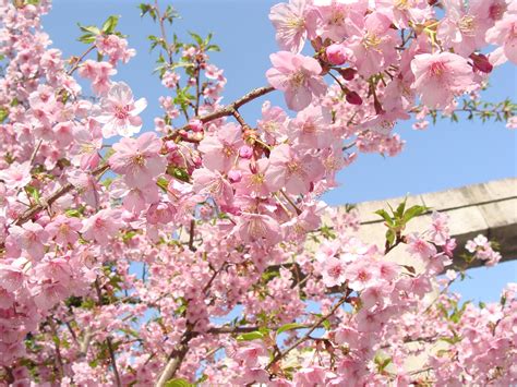 Bildet Kirsebær Vår Fukuoka Japan Blomstre Rosa Blomst Gren