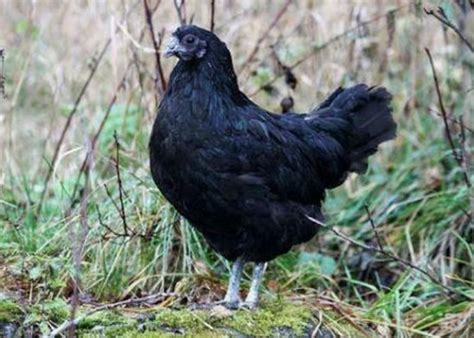 Black Female Kadaknath Chicken For Poultry Farm 6 Month Year Old Weight As Per Requirement