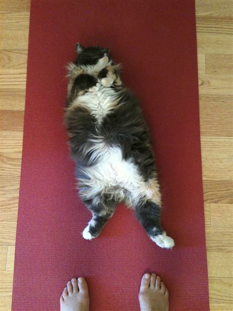 A Cats Cutest Position Cat Yoga How To Do Yoga Cats