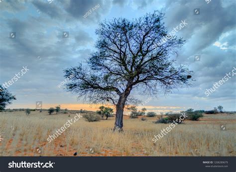 Camelthorn Acacia Against Storm Cloud Kalahari Stock Photo 1208289679