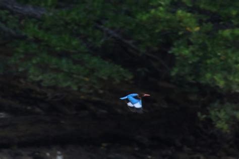 アオショウビンwhite Throated Kingfisher レッドドラゴンの鳥見旅行記