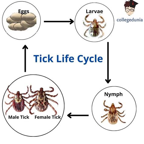 Tick Life Cycle Overview Stages And Diseases