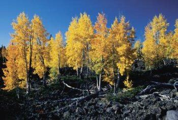 See more ideas about aspen trees, aspen, golden leaves. Hypoxylon Canker on an Aspen Tree | Home Guides | SF Gate