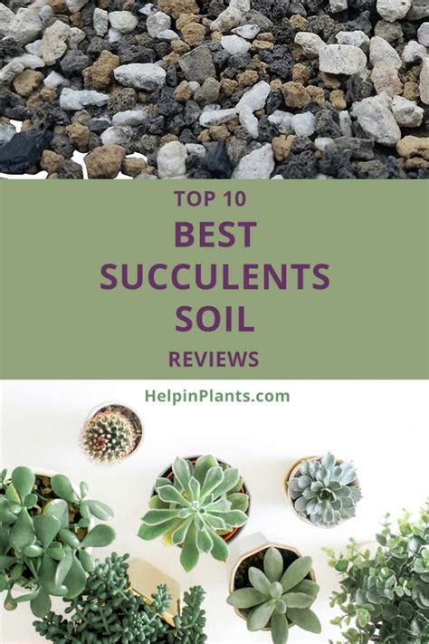Will succulents or cactus do well if my business is making craft and custom potting mix. Top 10 Best Succulents Soil Reviews with Buying Guide ...