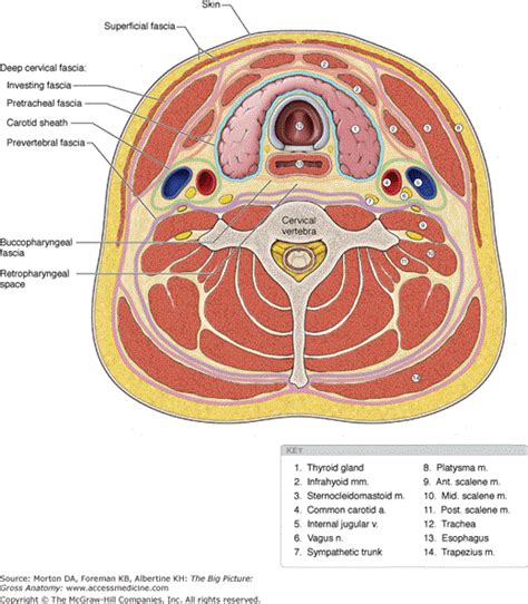Accessmedicine Content Anatomy Of The Neck Neck Muscle Anatomy