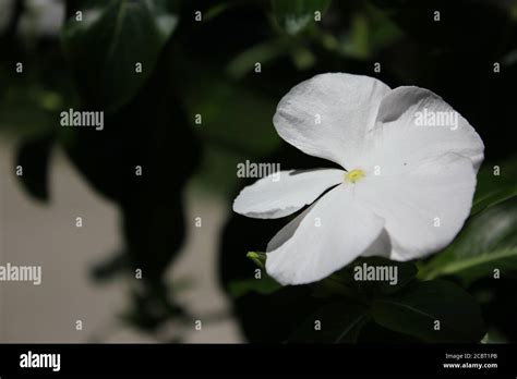 Perfect White Impatiens Lizzie Balsam Sultana Flowers Blooming In