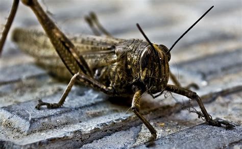 Banco De Imágenes Gratis Fotos De Insectos Más Cerca De Lo Que Tú Te