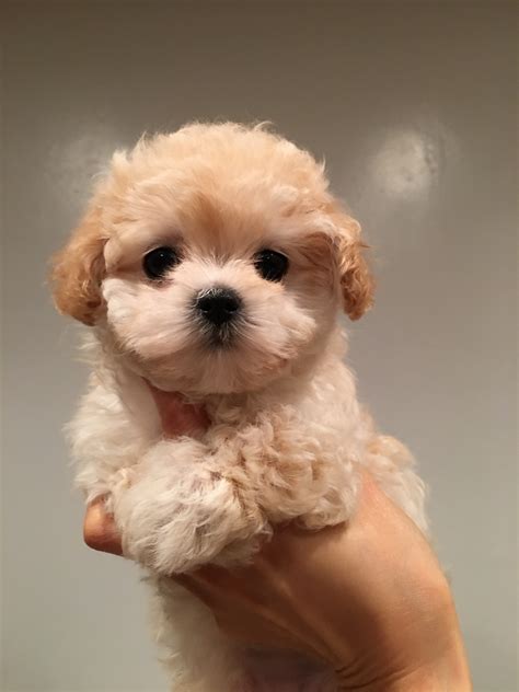 Teacup Maltipoo Puppy For Sale California Princess