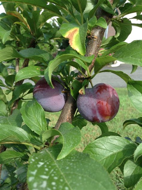 Plums Tiny Homes Plum Gardens Growing Home And Garden Visual