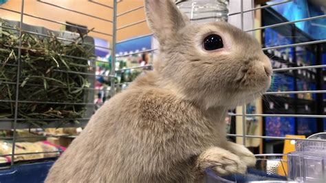 39 Hq Pictures Pet Bunnies For Sale At Petsmart How To Train Your