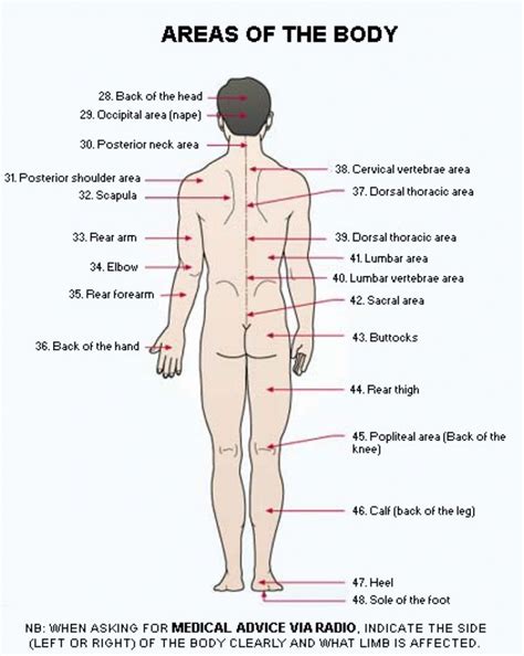Diagram Of The Human Body Exatin Info