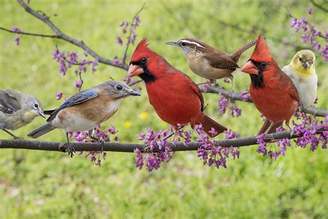 Posted on january 29th, 2016 in | comments off on how do i attract wildlife to my backyard? How to Attract Birds to Your Yard (Hint: Don't Just Wing It)