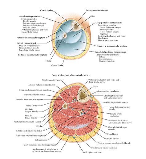 Leg Cross Sections And Fascial Compartments Anatomy Anatomy Lower