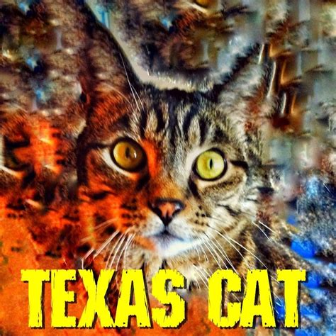 Texas Cat Youtube