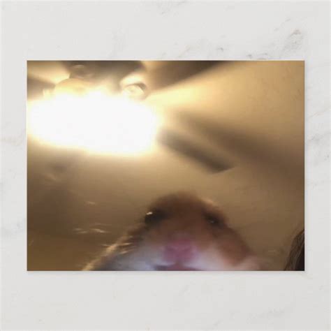 Hamster Staring Meme Postcard Zazzle