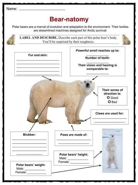 Polar Bear Facts Worksheets Habitat And Species Information For Kids