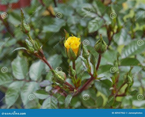 Red Rose Budding Stock Photography 46117988