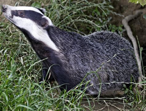 Injunction Granted Against Badger Cull Protesters Shootinguk Shootinguk