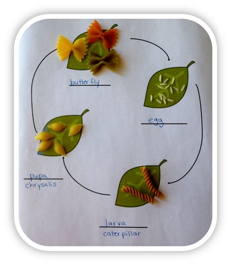 The Life Cycle Of A Butterfly The Perfect Art And Craft Project For Ee5