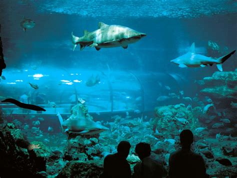 Aquarium Barcelona Attractions