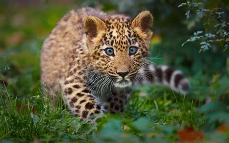 Free Download Wild Cats Wallpaper Cubs Displaying 12 Images For Wild