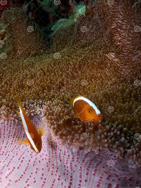 Orange Skunk Clownfish 01 Stock Image Image Of Amphiprion 51526939