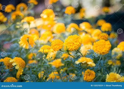 Beautiful Yellow Flowers In The Garden Stock Image Image Of Color