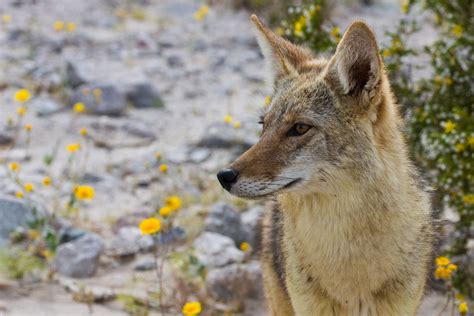 Coyote Mammals Of Alabama · Inaturalist