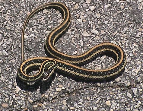 Labeling Nature 3 Garter Snake