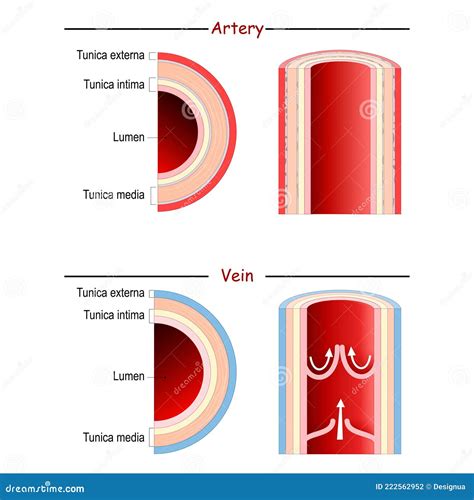 Qual A Diferen A Entre Veias E Art Rias Edulearn