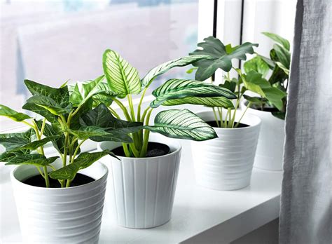 In addition to cardboard inserts that kept the pot and matching tray in place, a coco fiber mat and a layer of spanish moss held soil in its container. A Very Real Guide to Buying Very Fake Plants | Apartment ...