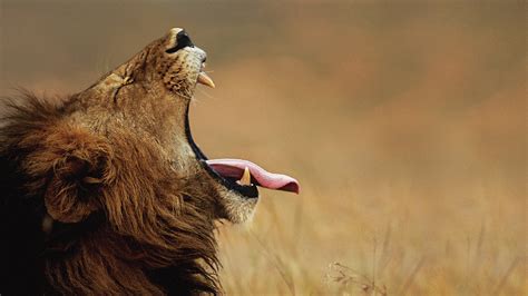 Download Wallpaper 1920x1080 Lion Cry Tongue Face Profile Full Hd