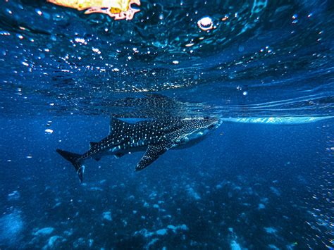 The Best Places In The World To Swim With Whale Sharks The Salt Sirens