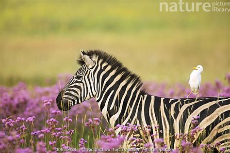 Stock Photo Of Burchells Zebra Equus Burchellii With Cattle Egret