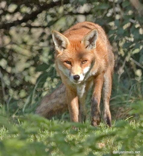 Prowling Fox By Jaffa Tamarin On Deviantart