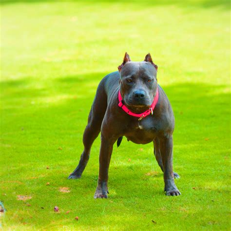 9 Things You Should “nose” About The Blue Nose Pitbull Animalso