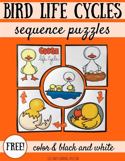 Bird Life Cycle Puzzles Goose Snowy Owl And Puffin Spring Math