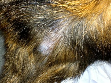 Siamese are known to be especially prone to this. My cat has a patch of missing hair just above the base of her