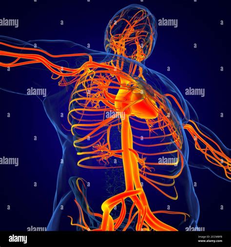 Cuore Umano Con Sistema Circolatorio Anatomia Per Medical Concept 3d