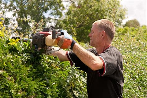 Man Trimming Hedge With Motorised Cutter Stock Photo Image 15186600