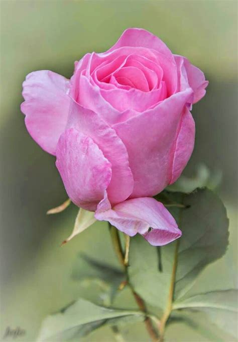 Pin De 🌺samarlena🌺 Em Rose Bela Rosa Rosas Tulipas