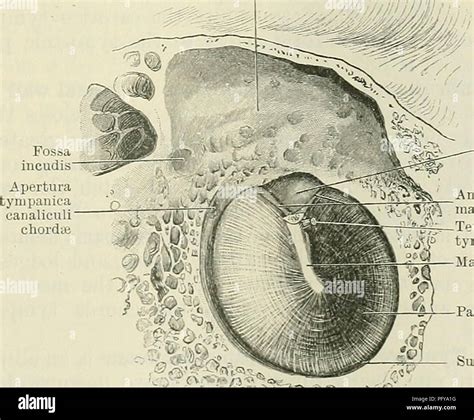 Cunninghams Text Book Of Anatomy Anatomy Sinus Tympani Mastoid Air