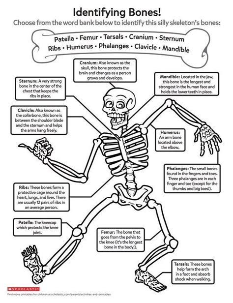 Skeleton Bones For Kids