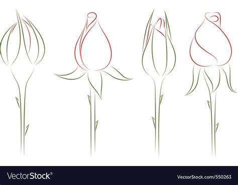 Four Drawing Buds Of Roses Download A Free Preview Or High Quality