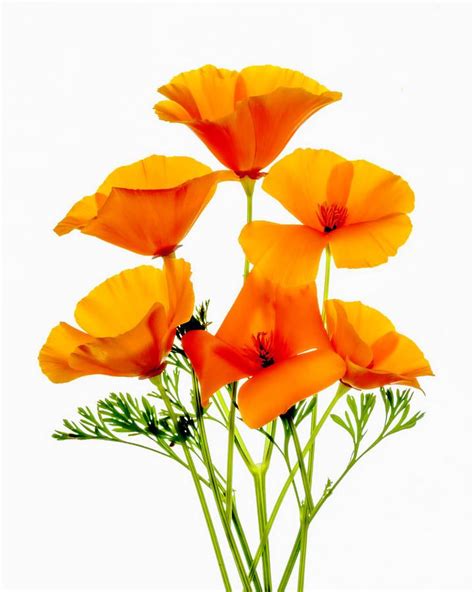 California Poppies Photograph California Poppies By Wes And Dotty