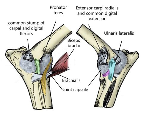 Ligaments Of Elbow Joint Diagram Quizlet